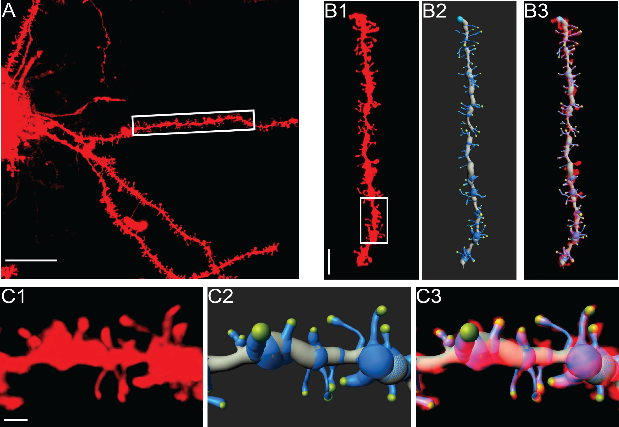  Garcia-Keller et al., Biological Psychiatry 2019.